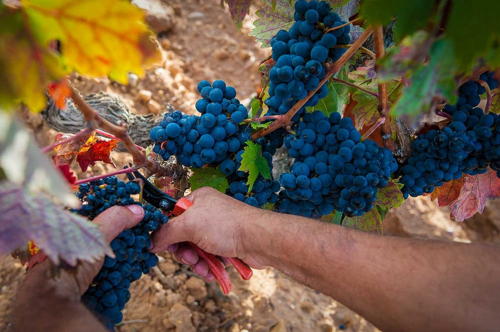 Ribera del Duero vendimia