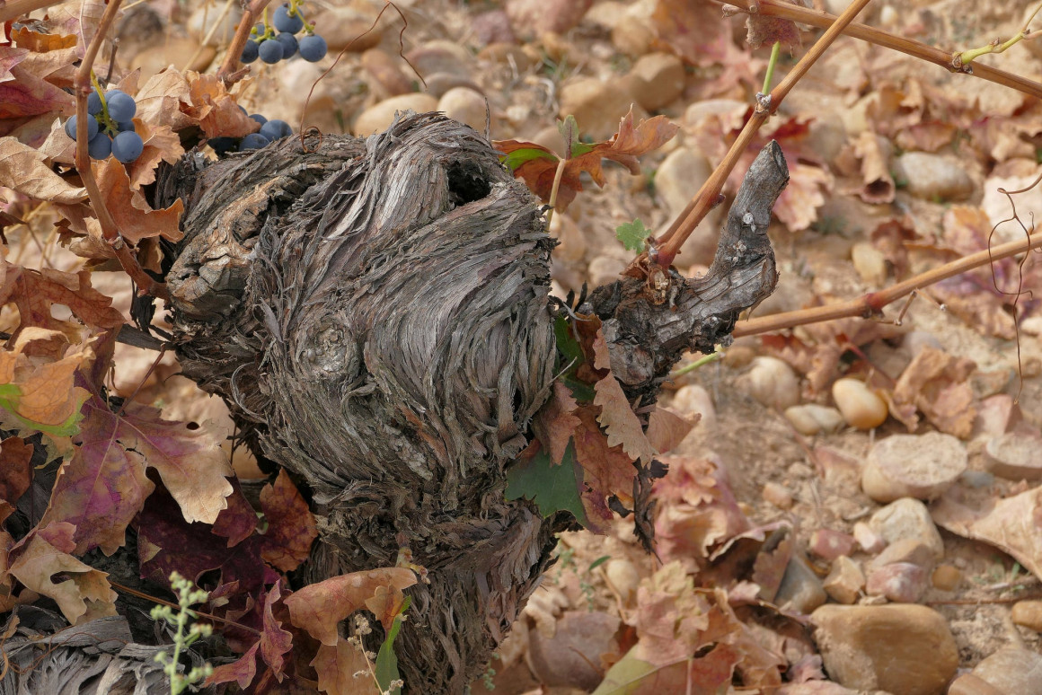 Ribera del Duero