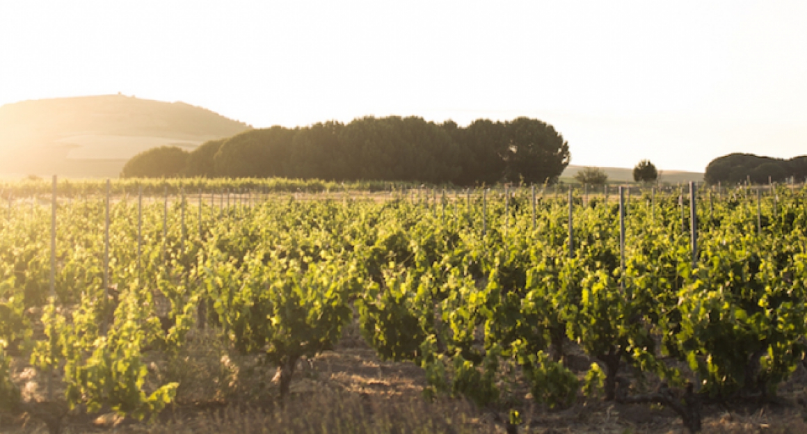 Bodegas VIÑEDOS ALONSO DEL YERRO