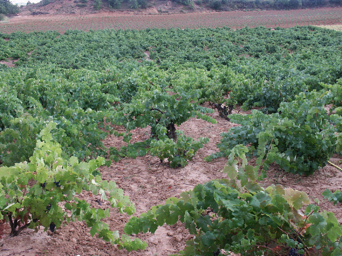 BODEGAS BAJO DURATÓN