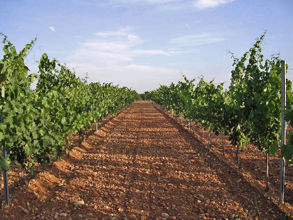 Bodegas DEHESA VALDELAGUNA