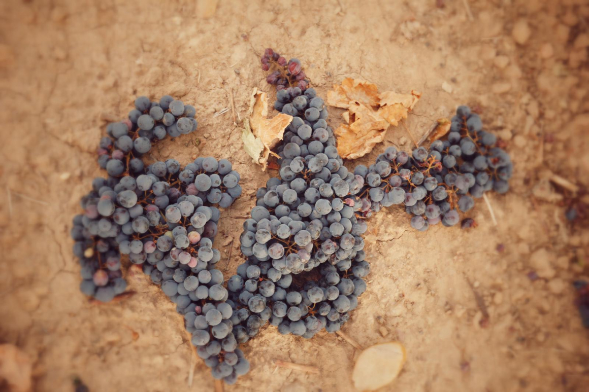 Ribera del Duero finaliza una vendimia compleja e histórica con más de ciento veintitrés millones de kilos de uva