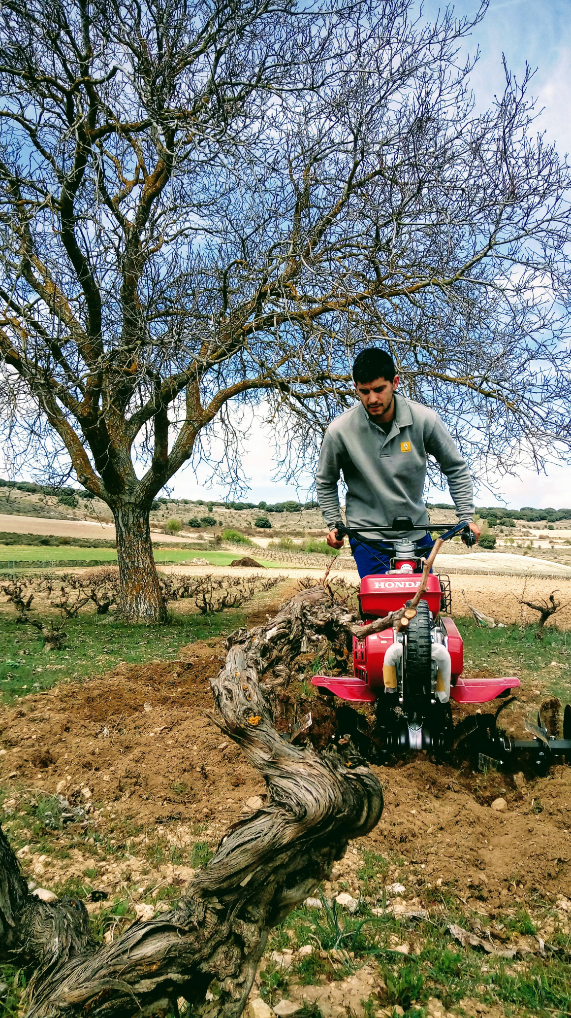 Buen Camino Ribera del Duero