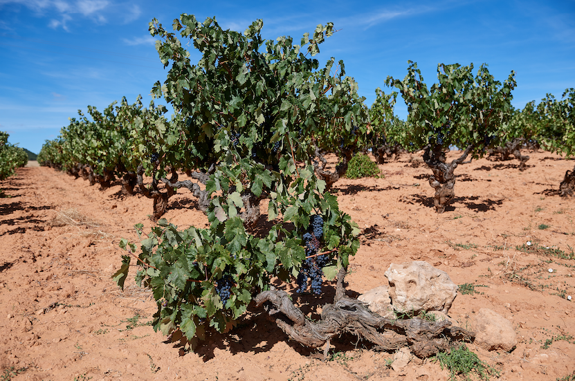 Viñas Bodegas Zifar