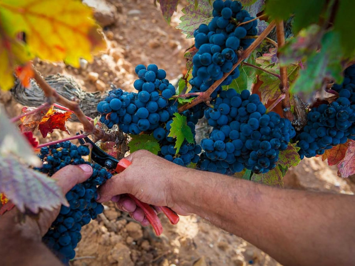 Ribera del Duero vendimia